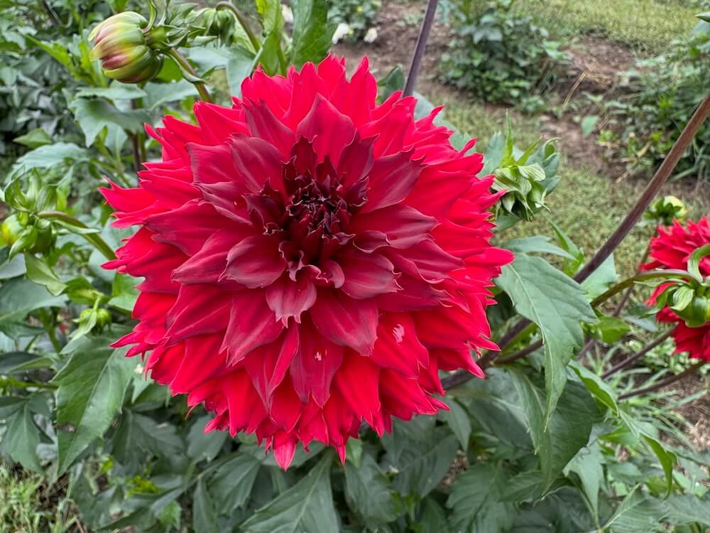 Dahlia 'Skywalker' (Skywalker Dahlia) — Northwest Blooms